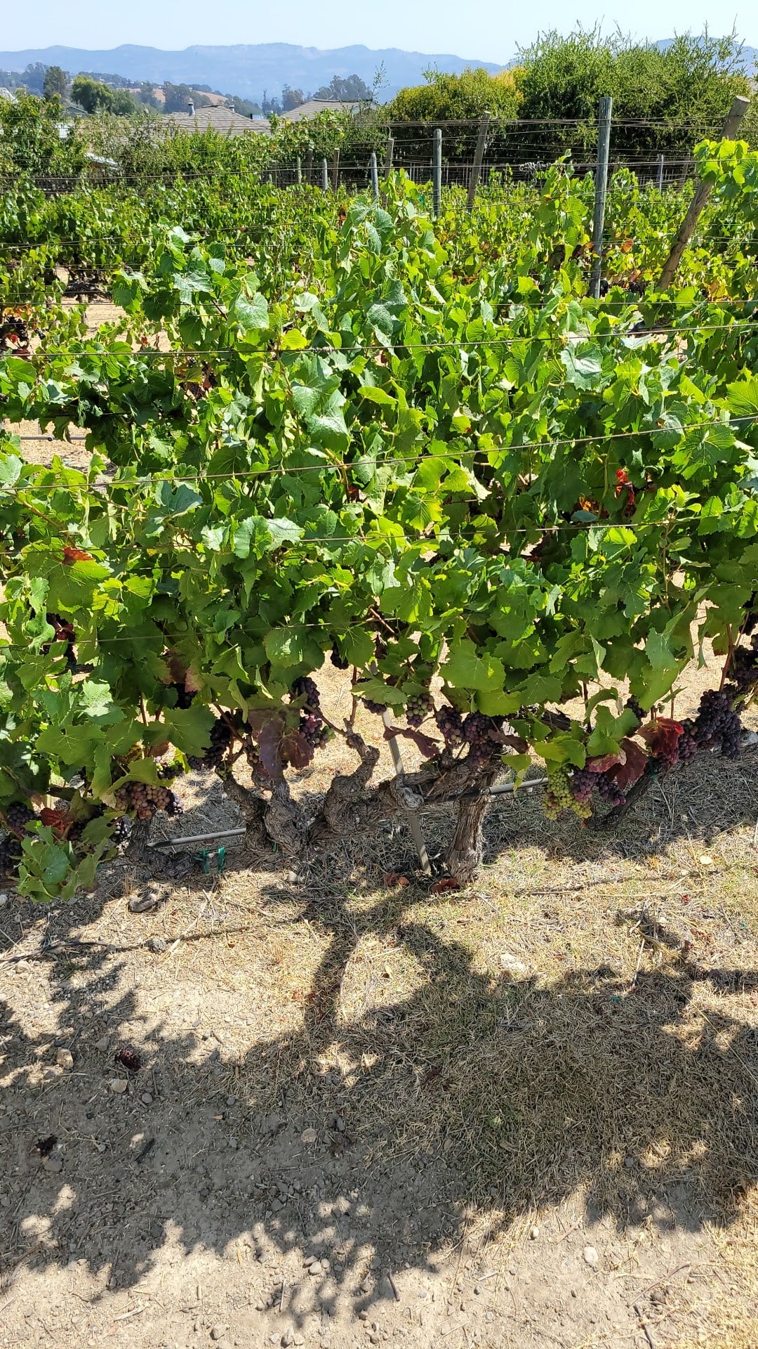 Saintsbury Winery photo 7