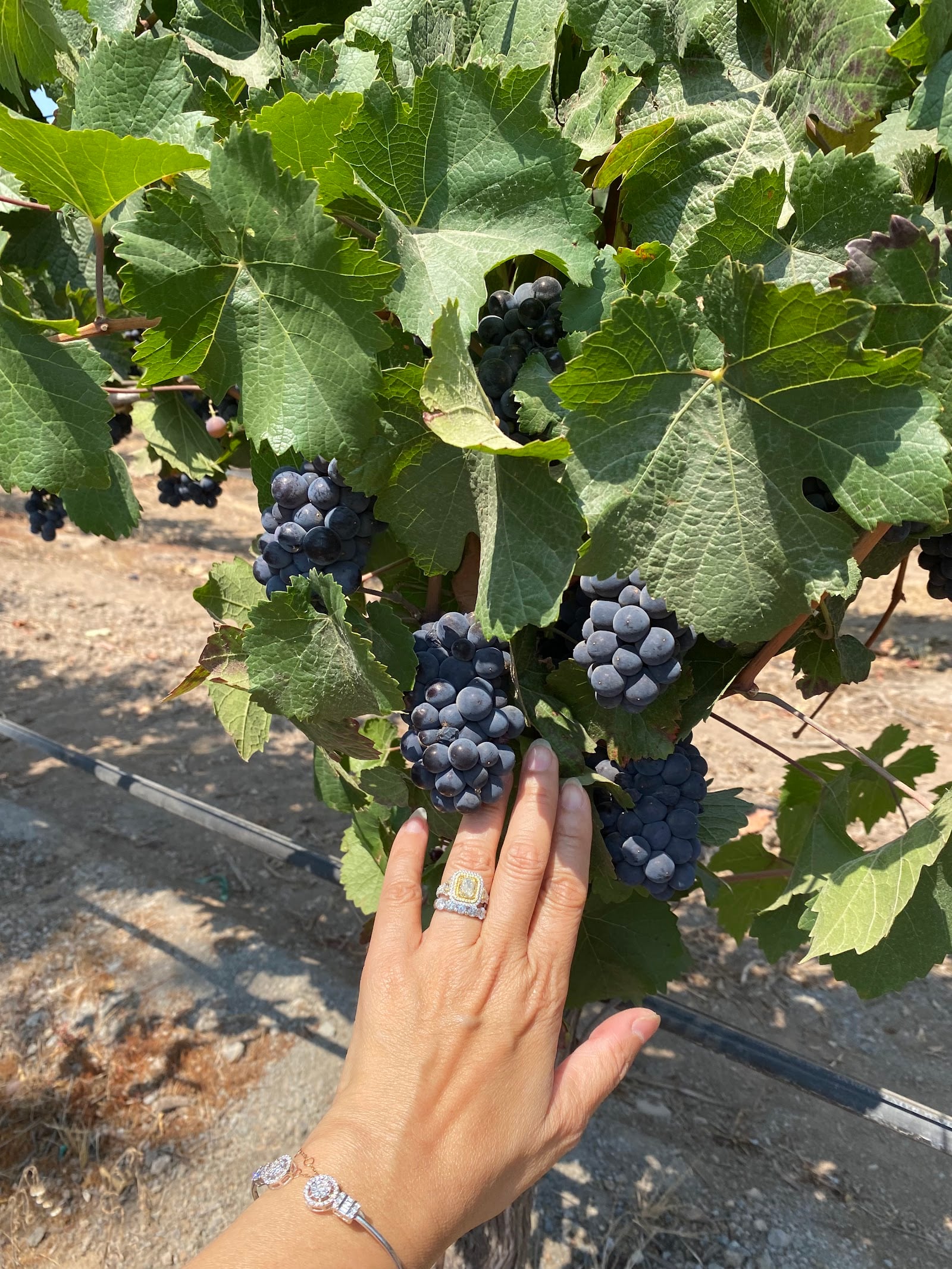 Sangiacomo Family Wines photo 2