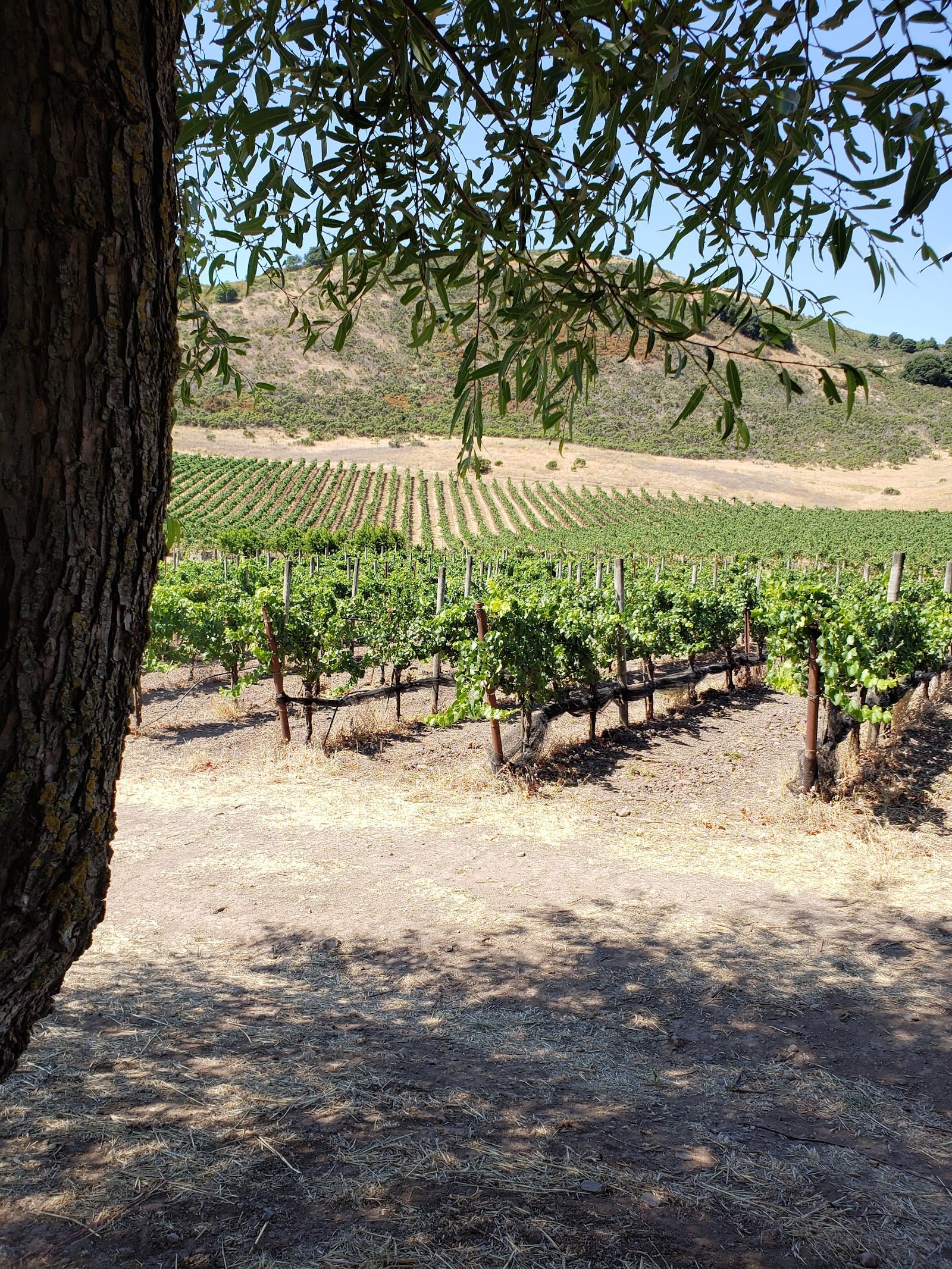 Schug Carneros Estate photo 2