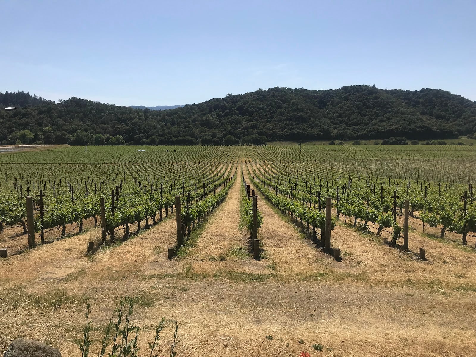 Stags' Leap Winery photo 2