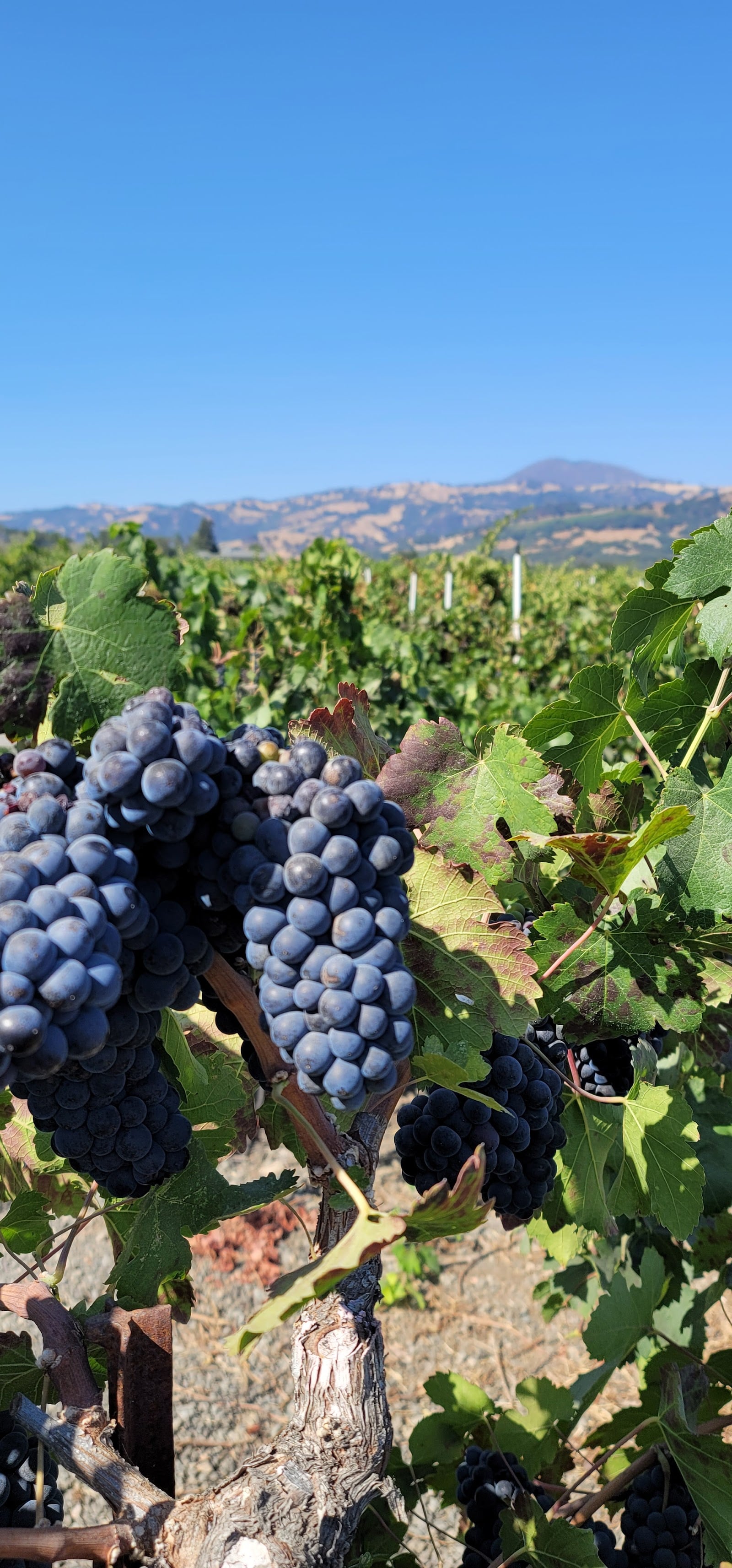 Trentadue Winery photo 2