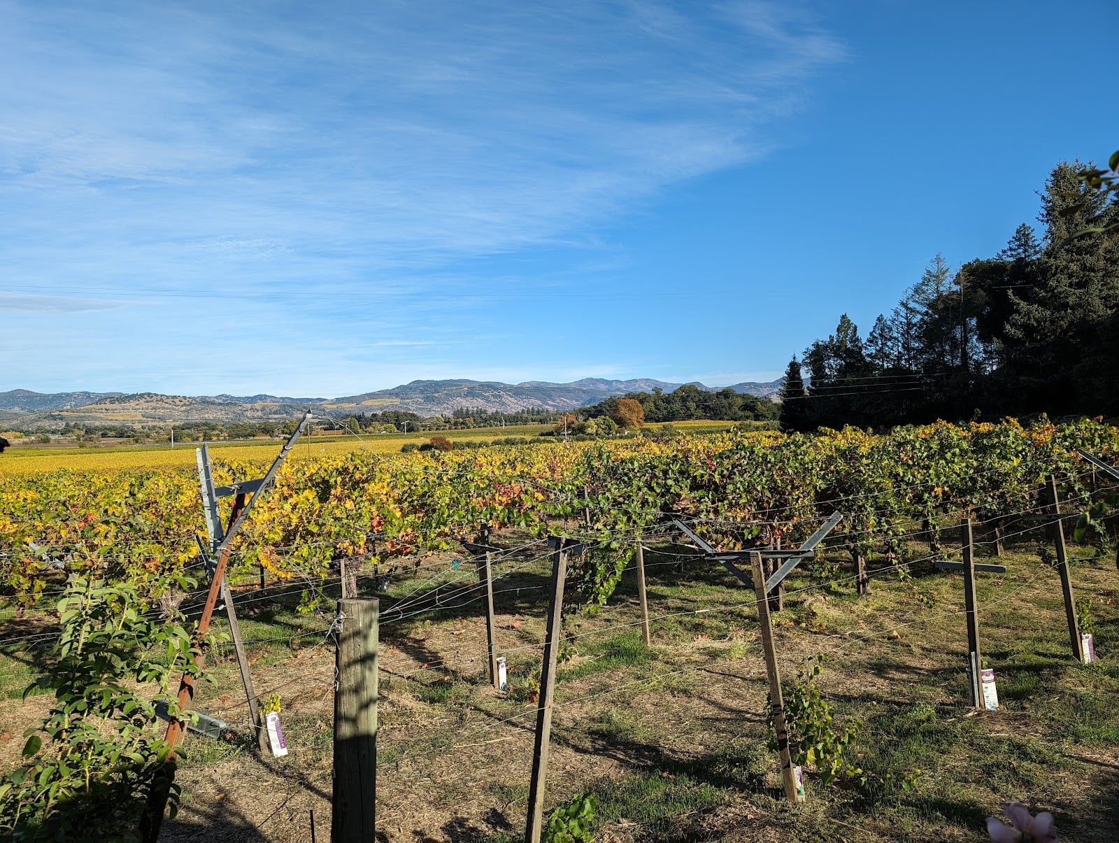 Tres Sabores photo 2