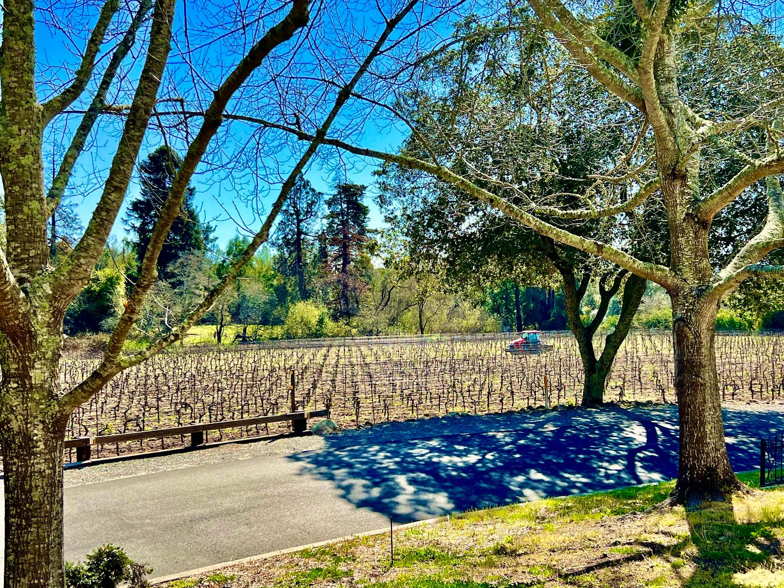 Bartholomew Estate Winery photo 8