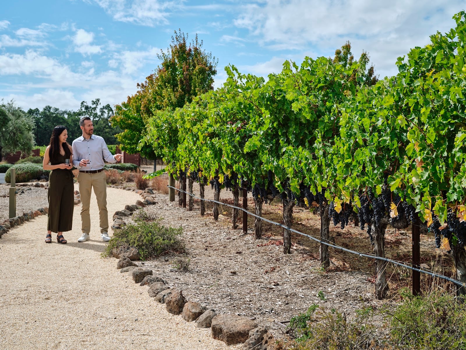 Black Stallion Estate Winery photo 8