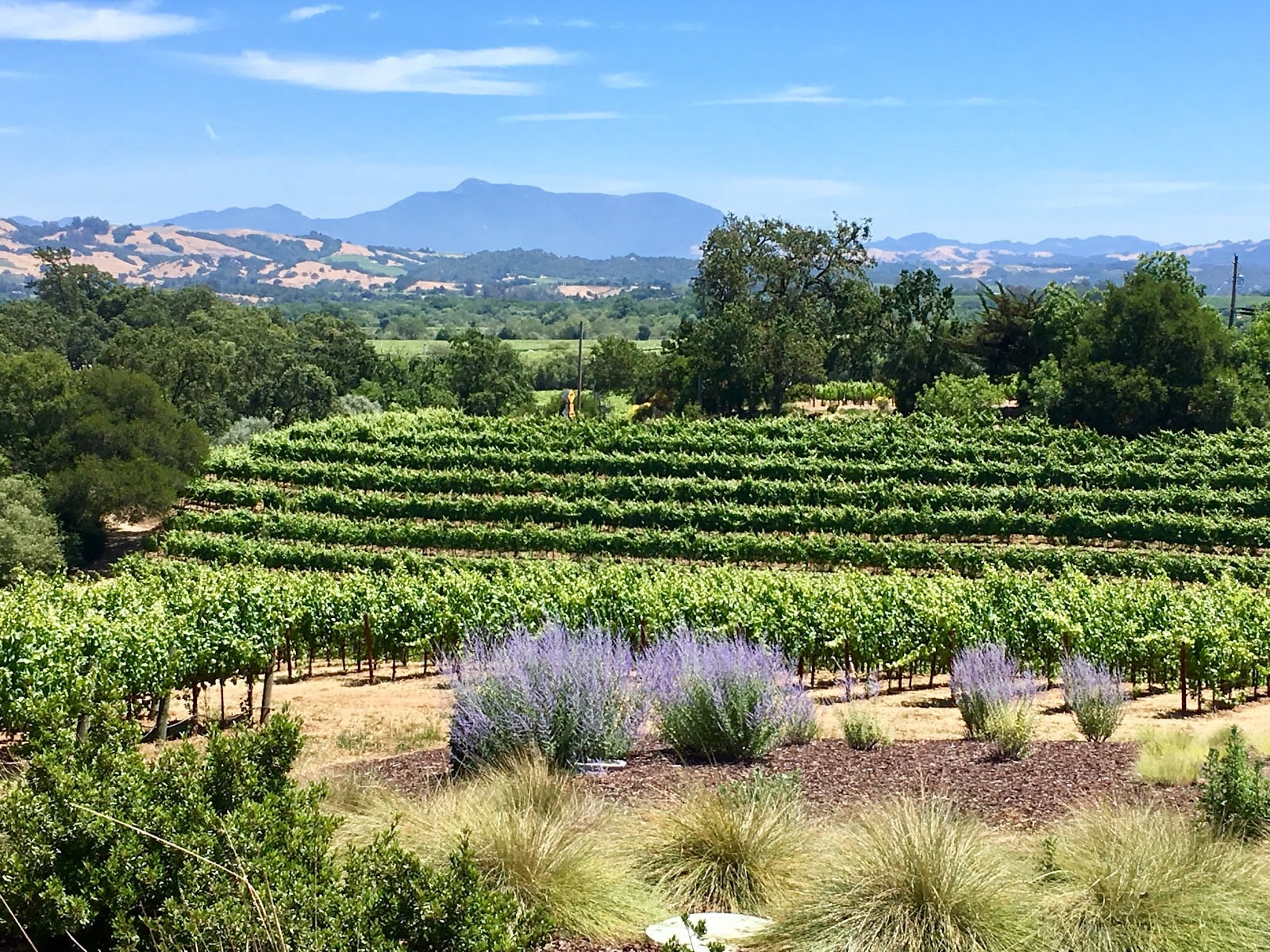 MacRostie Winery Estate House photo 2