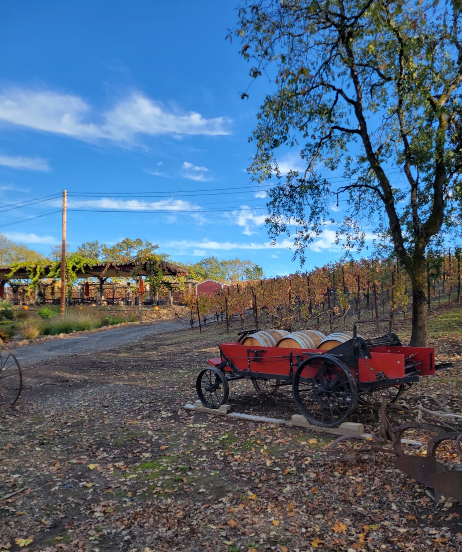 Martinelli Vineyards & Winery photo 8