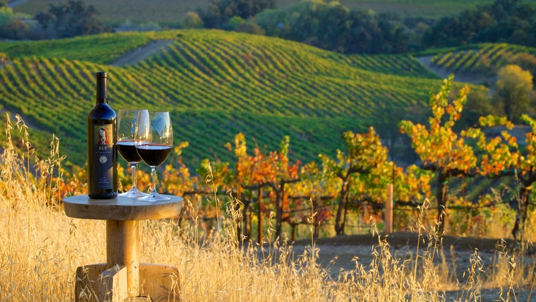 St. Supéry Estate Vineyards & Winery photo 1