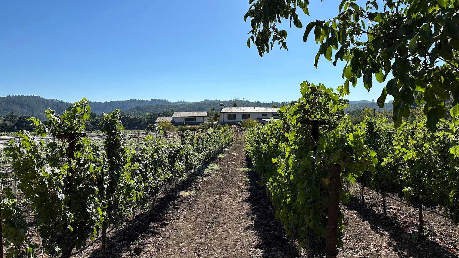 Photo of Tedeschi Family Winery - Napa Valley, CA